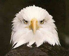EAGLE CHESS CHAMPIONSHIP